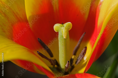 Inside a yellow and red tulip  Ottawa