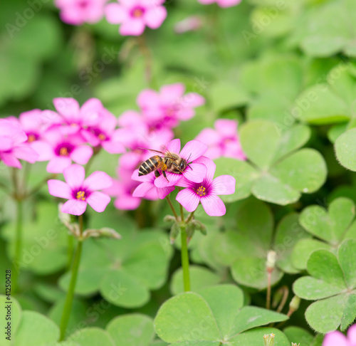 oxalis flower and bee