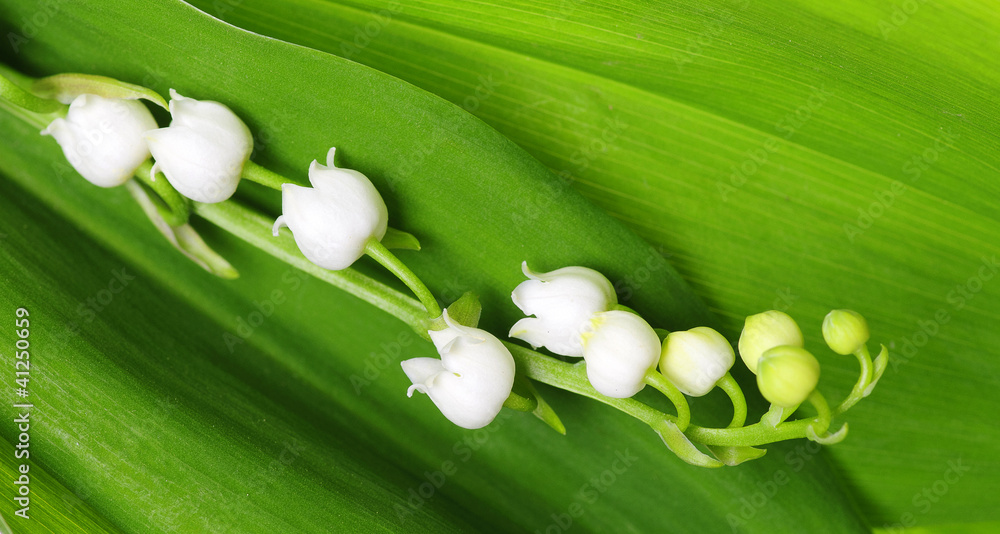 Lily of the Valley