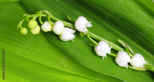 Obraz na płótnie Lily of the Valley w salonie