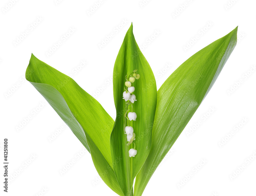 Lily of the Valley