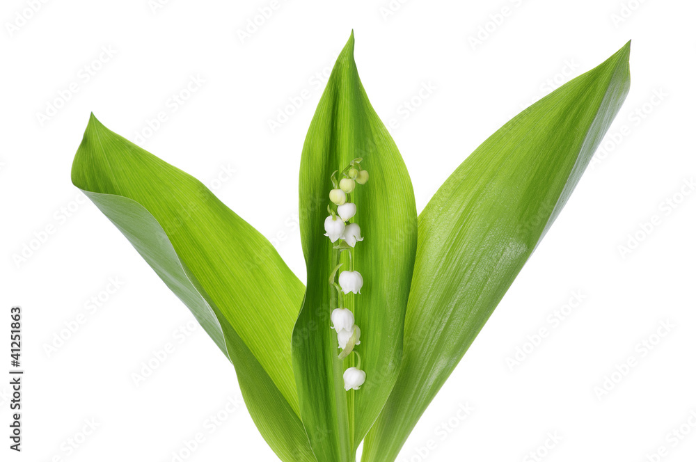 Fototapeta premium Lily of the Valley