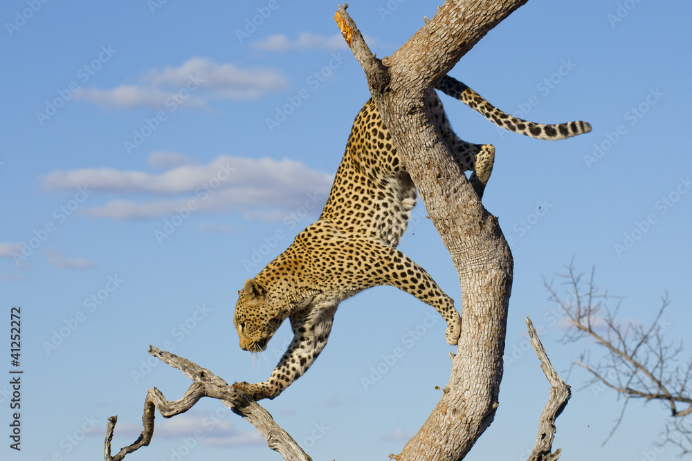 Fototapeta premium Leopard climbing, South Africa