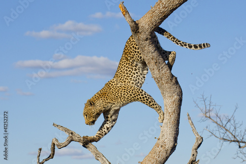 Leopard climbing, South Africa