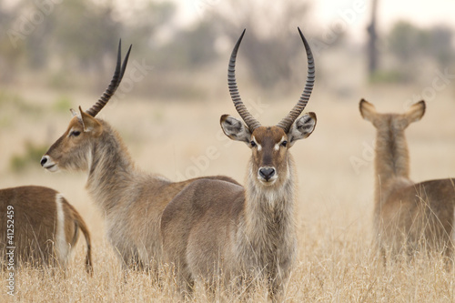 Common Waterbuck, South Africa photo