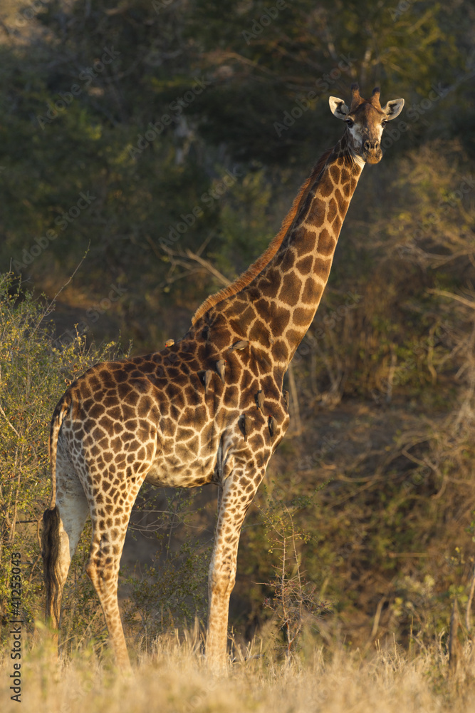 Southern Giraffe, South Africa