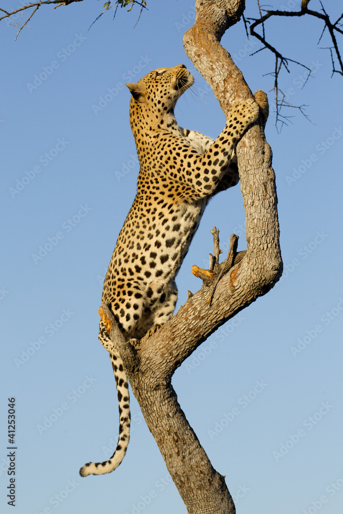 Fototapeta premium Samiec Leopard wspinający się na drzewo, RPA