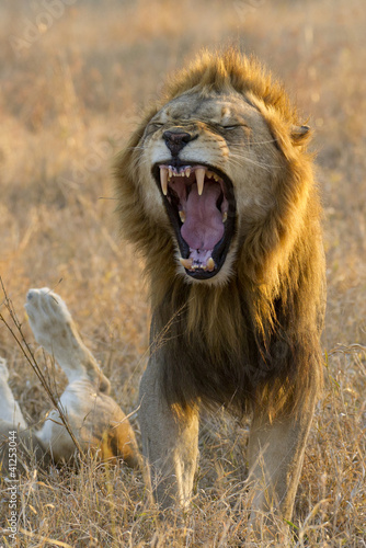 Male Lion yawning  South Africa