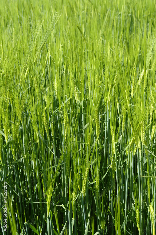 Close up of green wheat field for background or texture Close up of green wheat field for background or texture