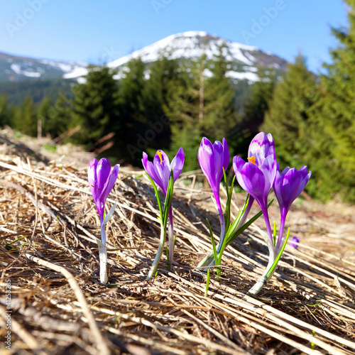 Field of blooming crocuses in the mountains at spring