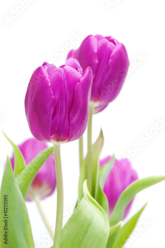Pink tulips © saras66