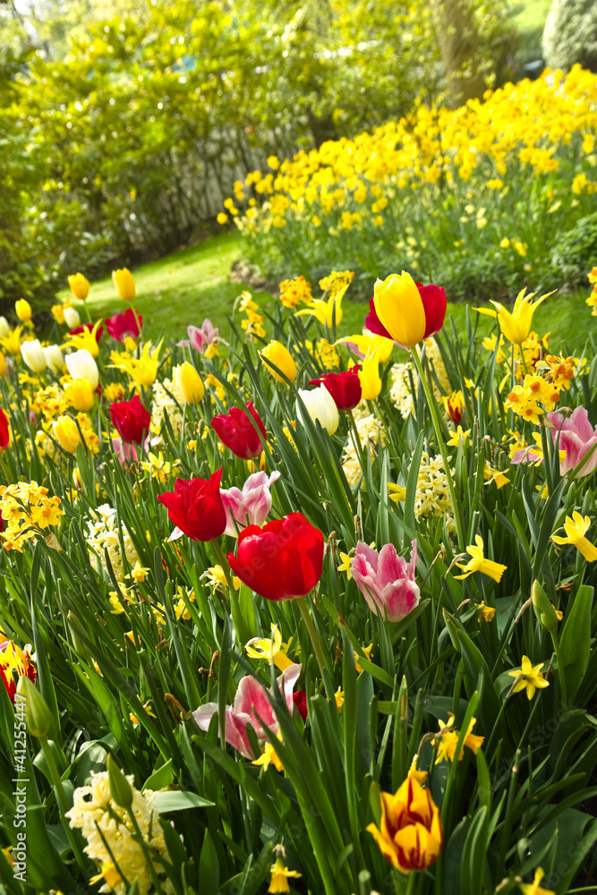Tulips and daffodils in lots of colors in spring Tulips and daffodils in lots of colors in spring