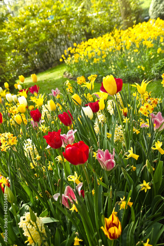 Tulips and daffodils in lots of colors in spring