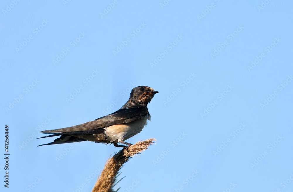 Barn swallow - Hirundo rustica, Crete Barn swallow - Hirundo rustica, Crete