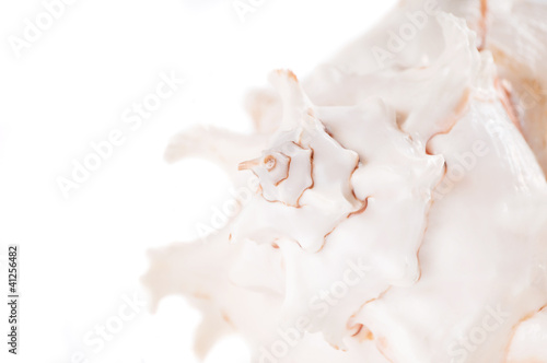 pink seashell isolated on white background