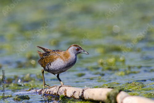 Baillon's Crake (Porzana pusilla)