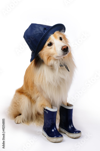 Dog with rain boots and hat