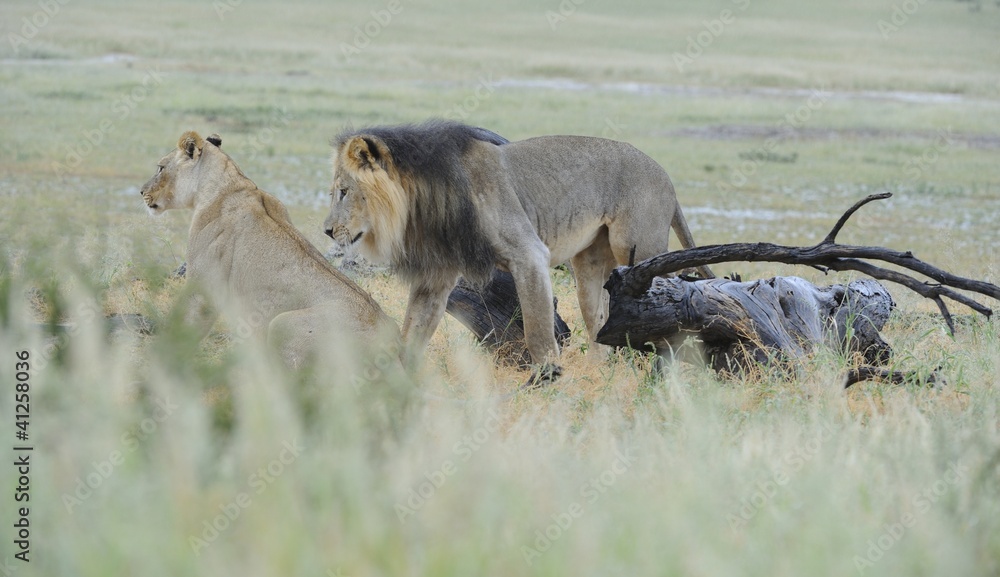 Lions (panthera leo) mating, Kgalagadi transfrontier park
