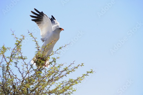 Pale chanting goshawk  Melierax canorus . In flight