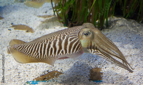 Cuttlefish