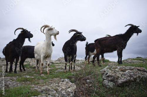 Goats at attention