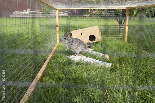 Chinchilla on a wood