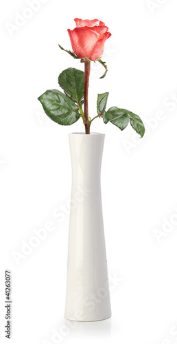 Rose in white vase