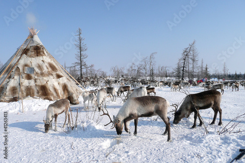 SIBERIE : Rennes devant un tchoum (habitation traditionnelle)