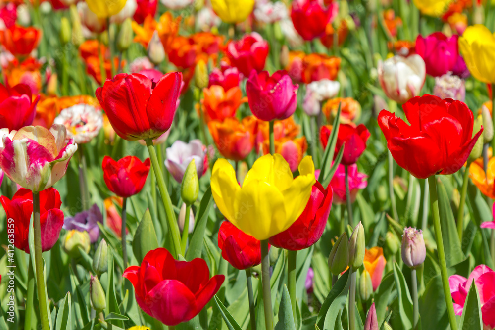 colorful spring flowers