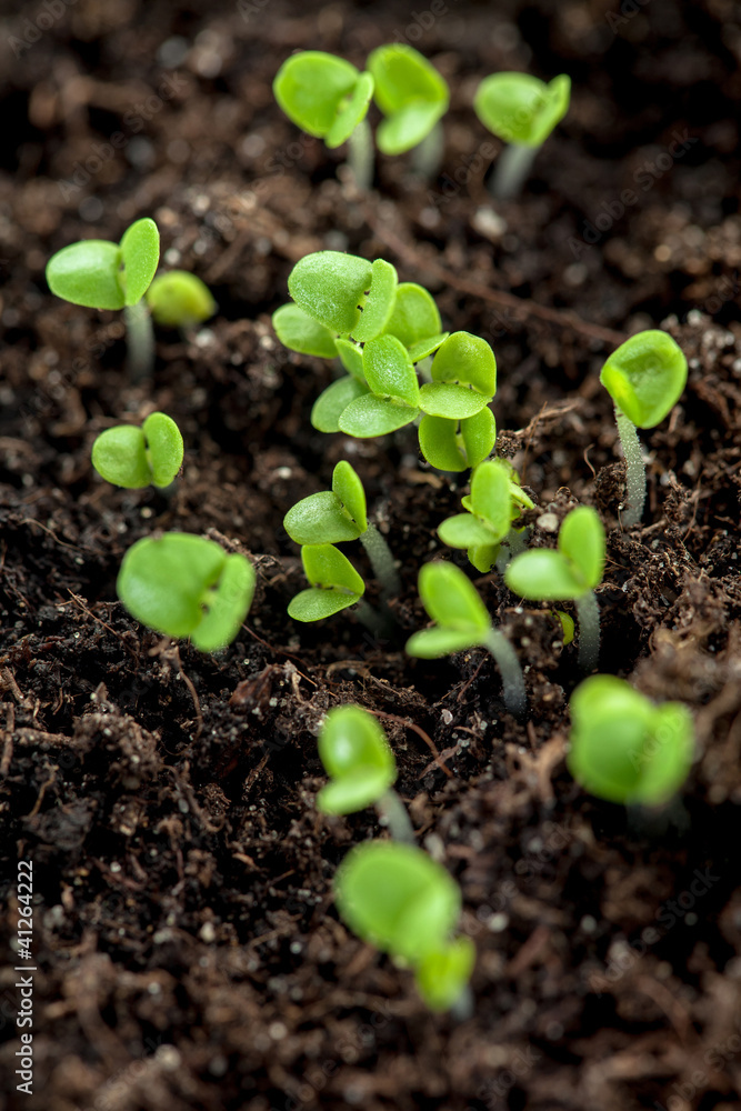 Young plants in the soil Young plants in the soil