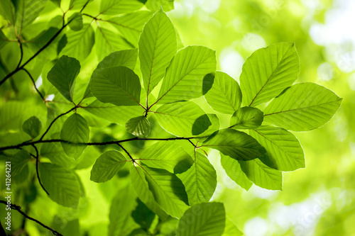 Green leaves, background