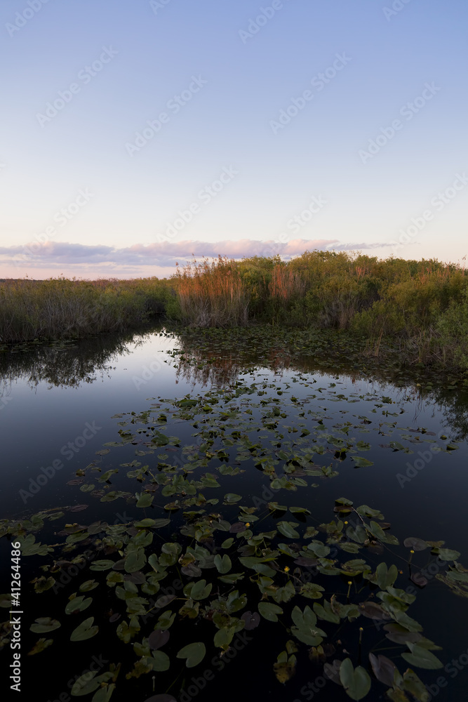 late afternoon in a pond  in the Everglade s Sea of Grass
