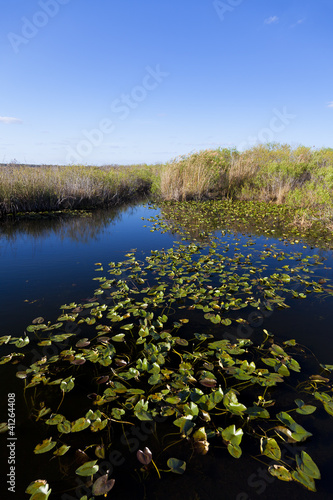 Water Lillys in a pond  in the Everglade s Sea of Grass