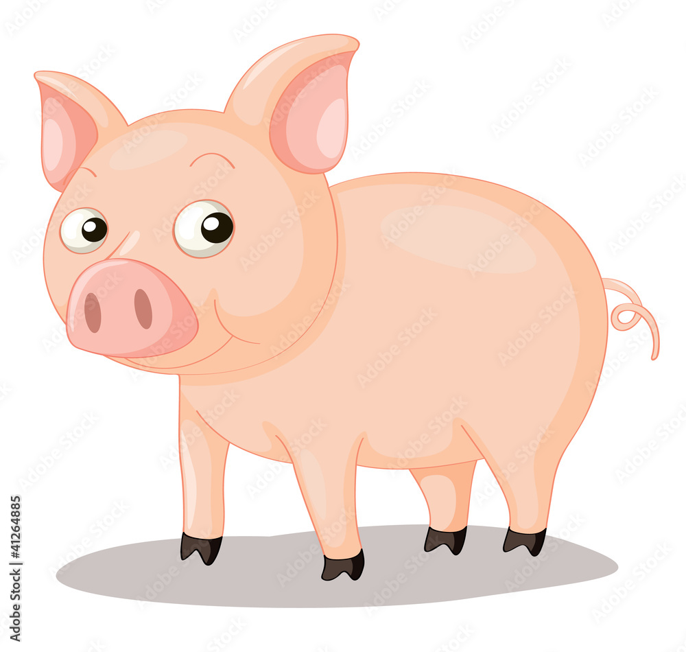 Pig illustration Pig illustration