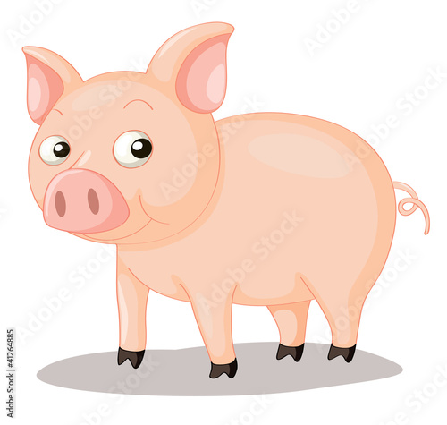 Pig illustration