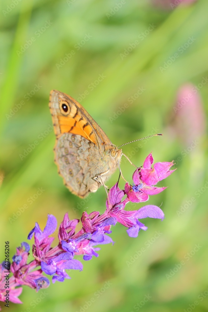 Fototapeta premium butterfly