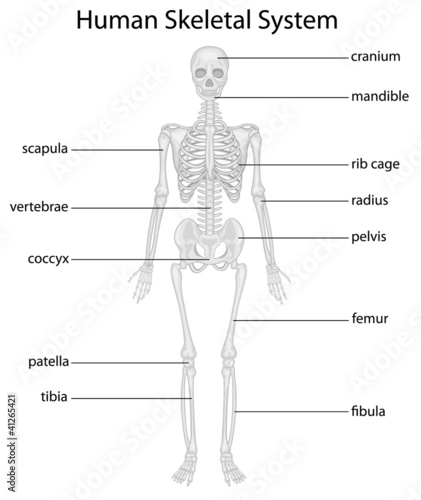 Skeletal system