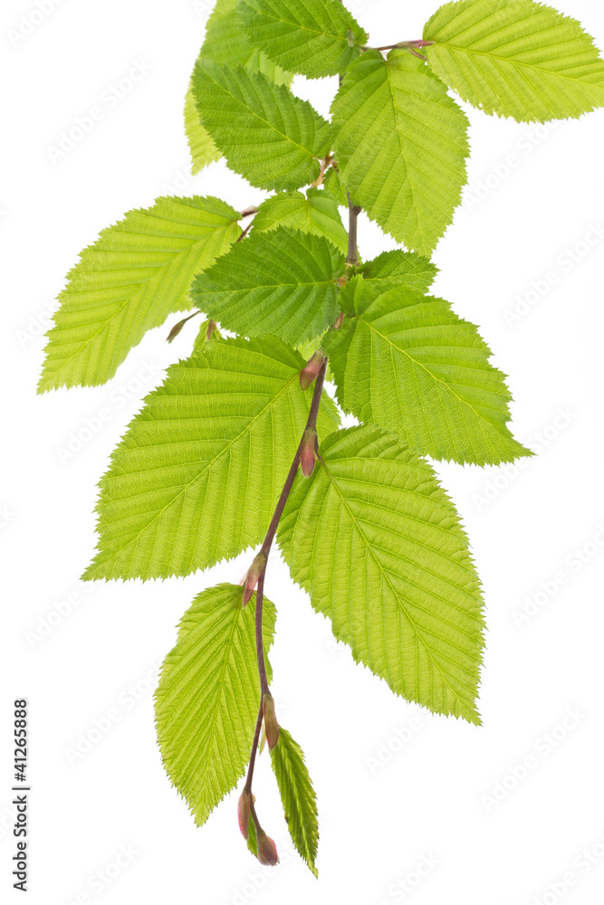 Buchenblätter (Fagus) im Frühling Buchenblätter (Fagus) im Frühling