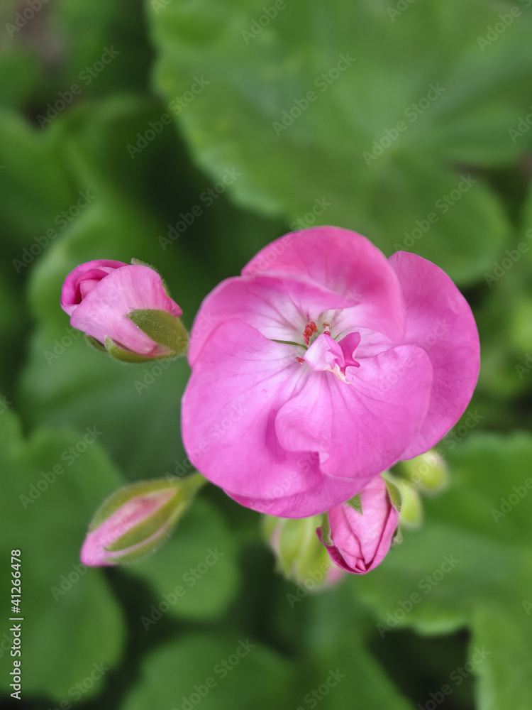 Obraz premium geranio rosa - Pink Geranium