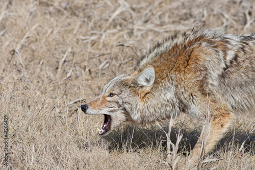 Canvas Print Snarling Coyote