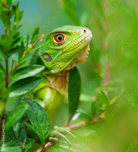 Curious Iguana
