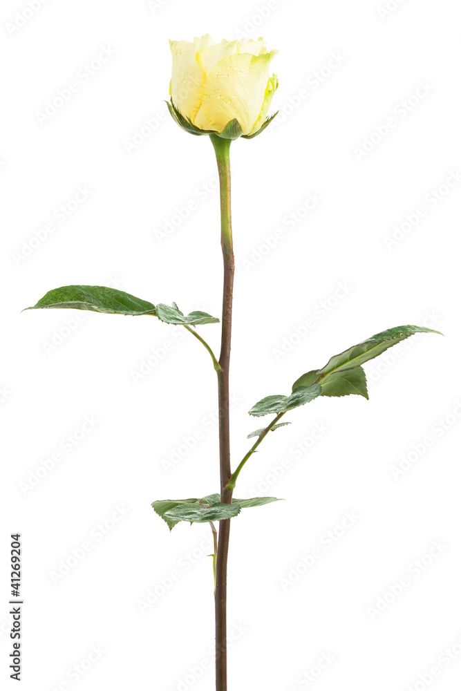 Obraz premium Fresh yellow roses