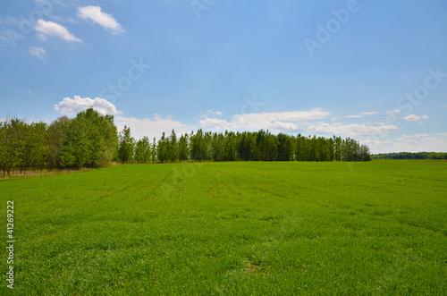 Green meadow and forest
