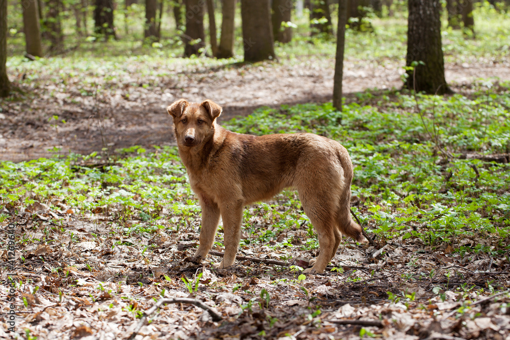 Lost a homeless dog Lost a homeless dog