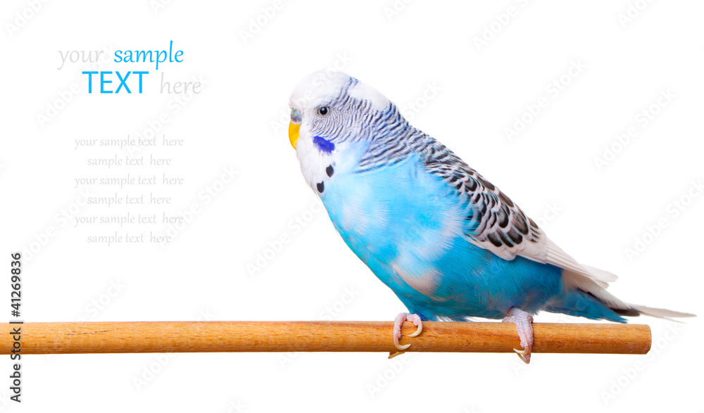 Fototapeta premium budgerigar on white background, with with room for text