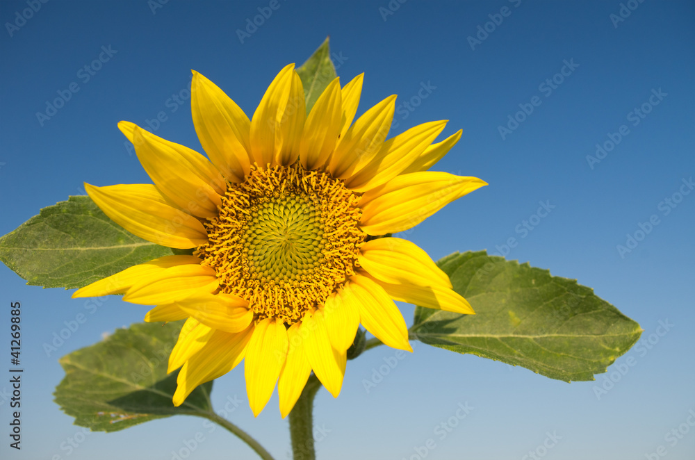 sunflower on sky