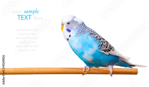 budgerigar on white background,  with with room for text