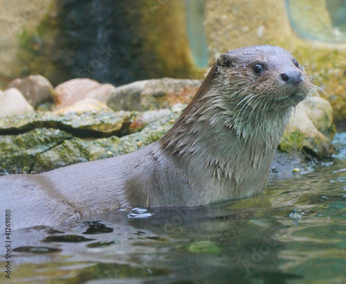 The European Otter (Lutra lutra).