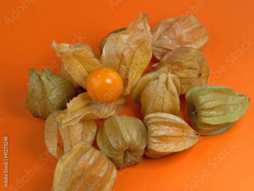 Physalis photo