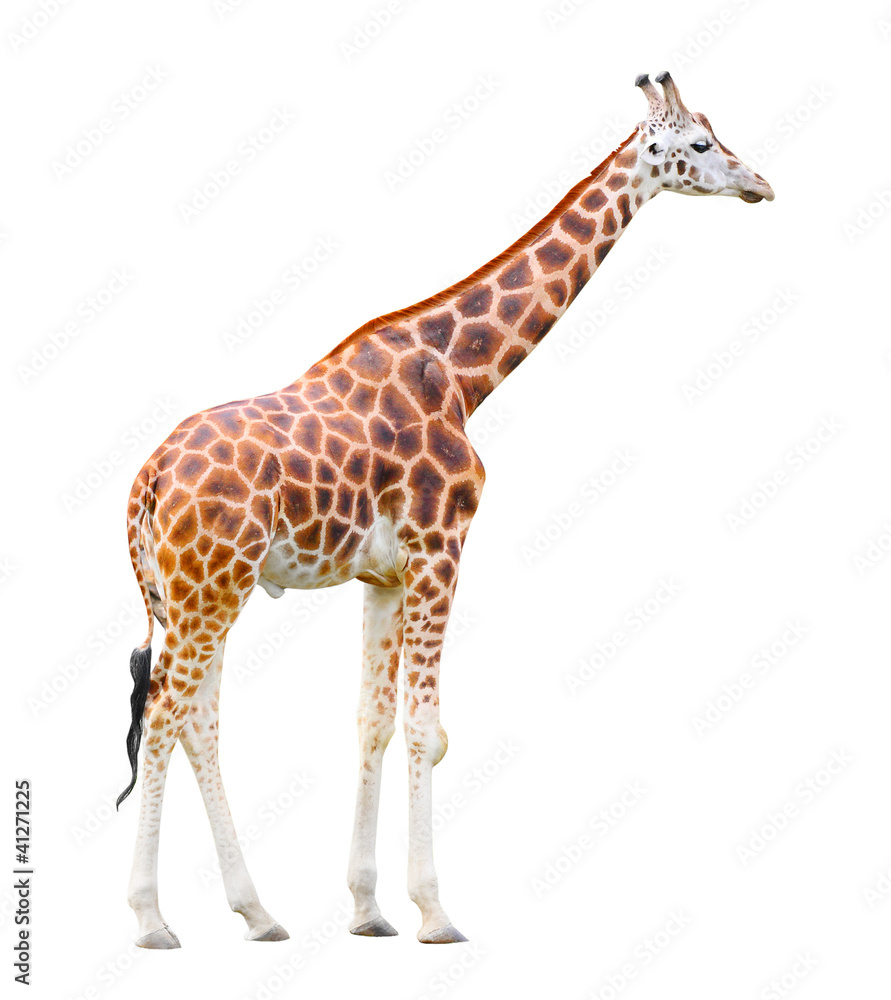 The giraffe (Giraffa camelopardalis)